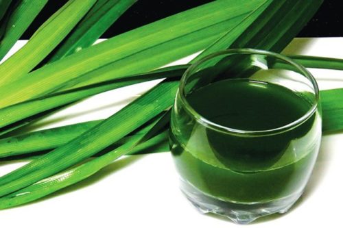 Hương lá dứa – Pandan Flavor