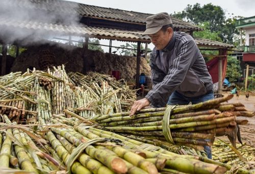 Khoảng 75% tổng lượng rỉ mật của thế giới có nguồn gốc từ mía.